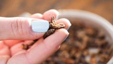 The UN estimates that insects are currently eaten in 80% of nations worldwide, with two billion people regularly consuming them